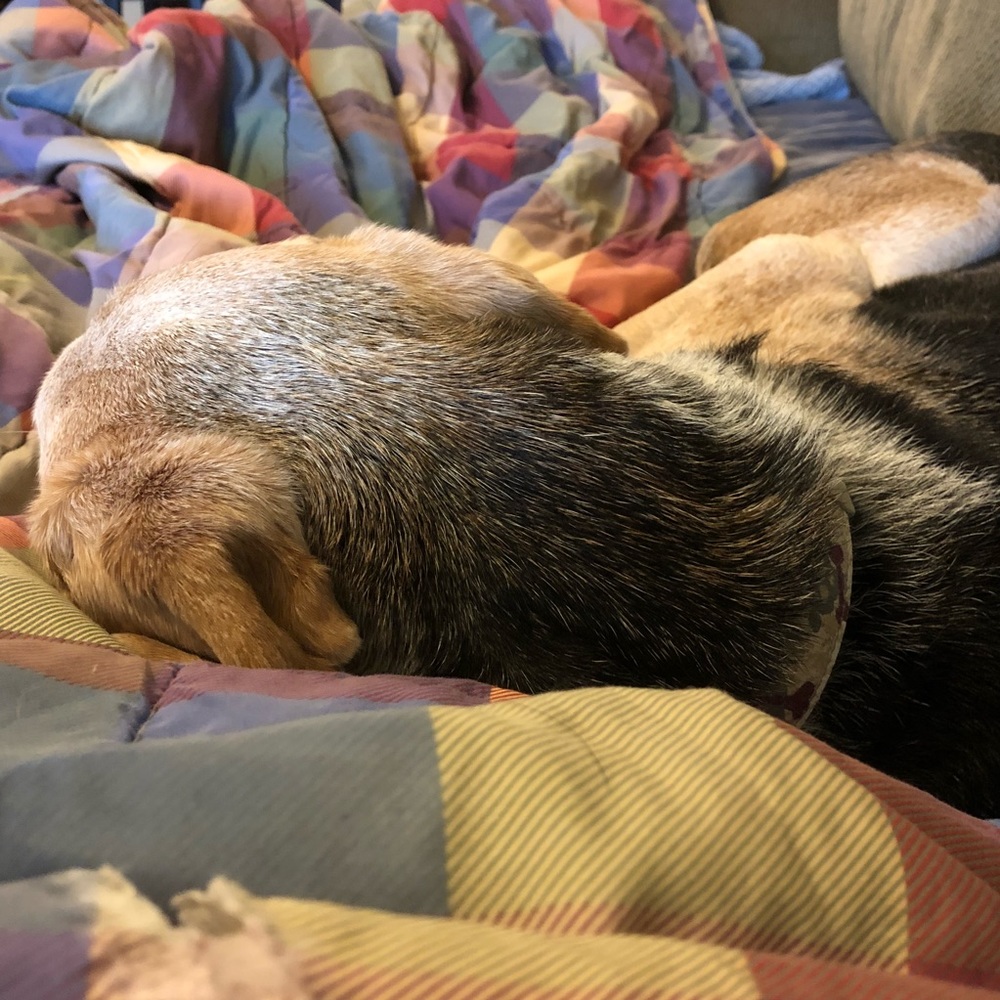 Rainy Days are for Napping and Poshing